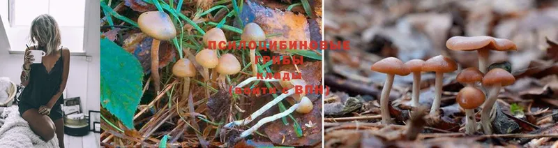 купить   это какой сайт  Псилоцибиновые грибы Magic Shrooms  Кирсанов 